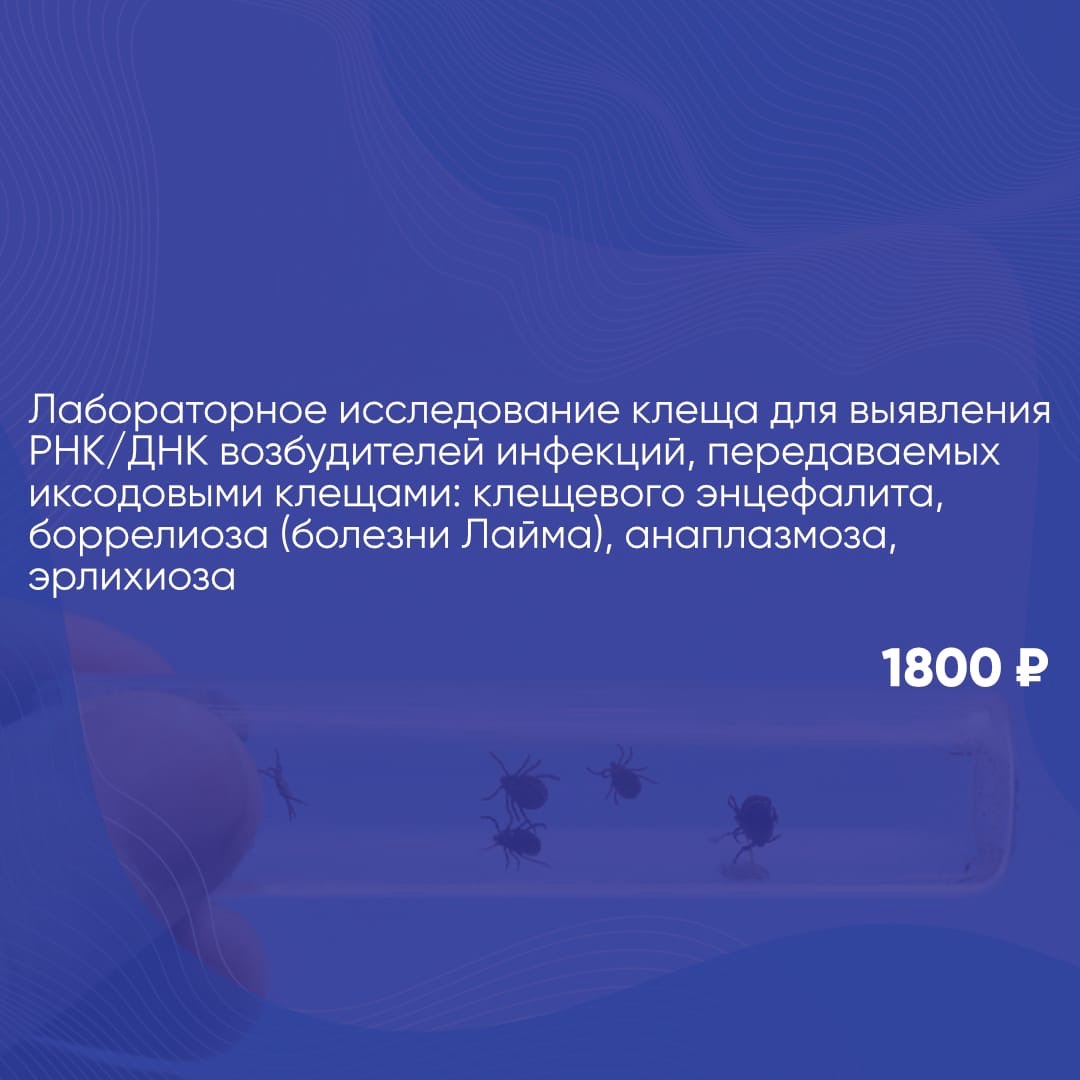 Проверьте клеща на инфекции! Проверьте клеща на инфекции!