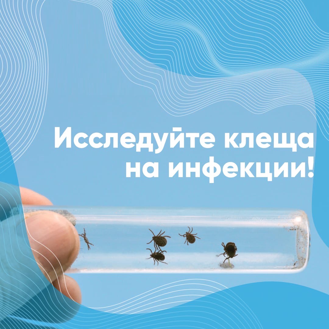 Проверьте клеща на инфекции! Проверьте клеща на инфекции!