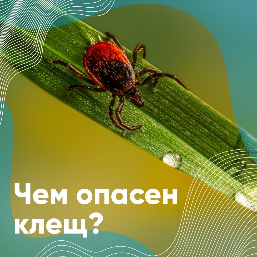 Чем опасен клещ? Чем опасен клещ?